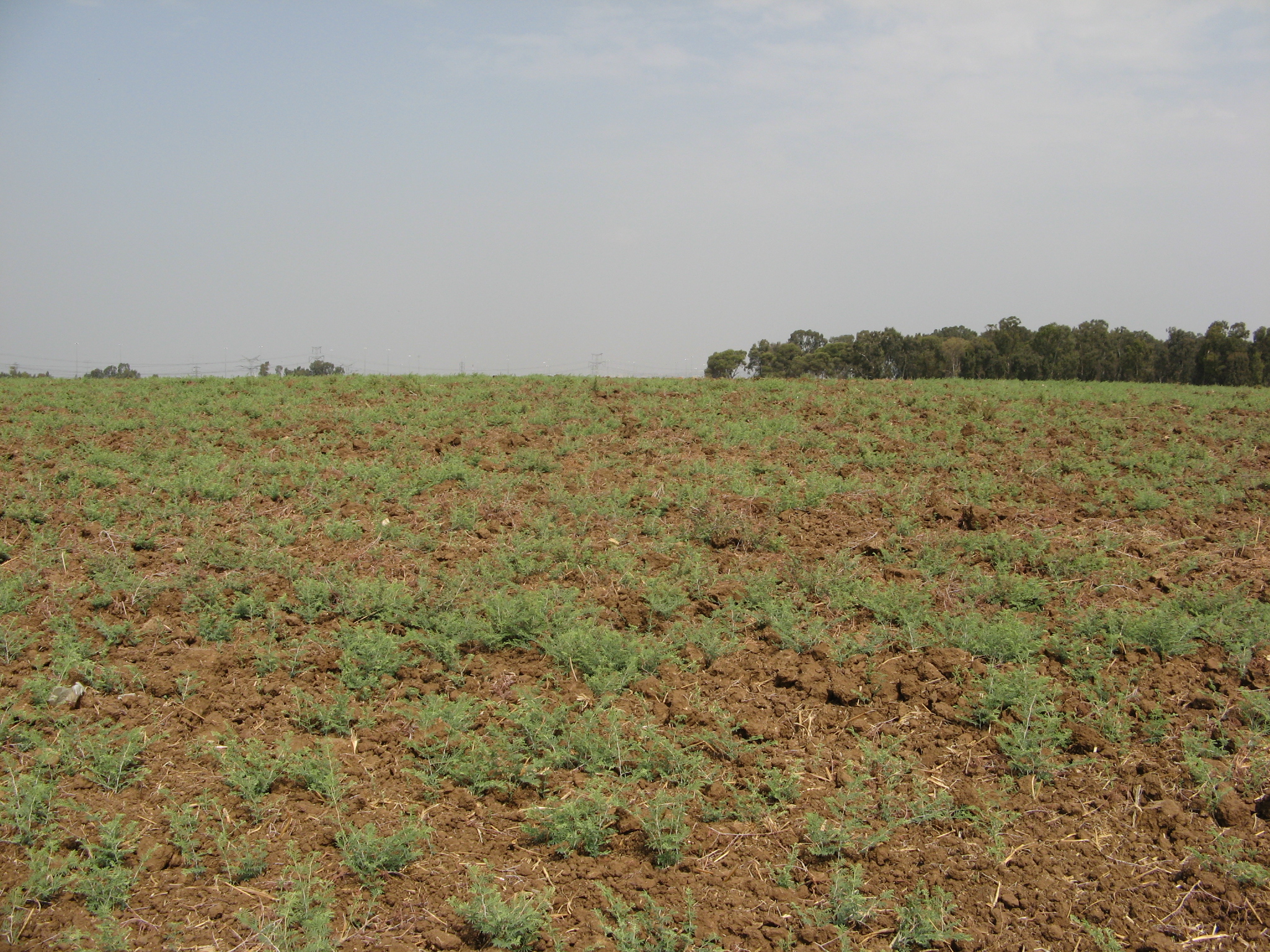 Barren_field