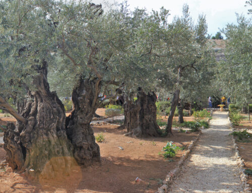 The olive tree in holidays and festivals