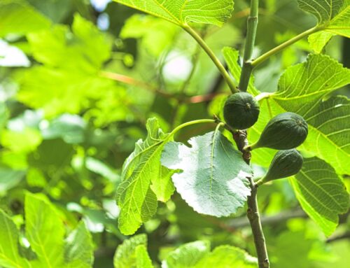 Tu Bishvat: the fig tree in the Bible
